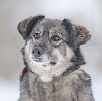 Собаки в добрые руки - Злата - 3