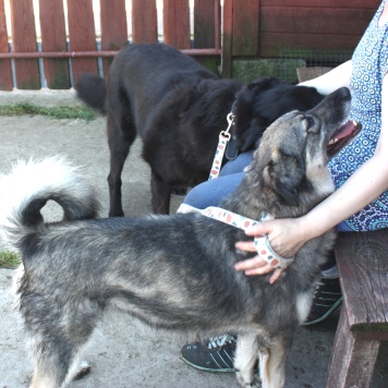 Собаки в добрые руки - Злата - 4