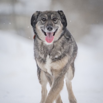 Собаки в добрые руки - Злата - 4