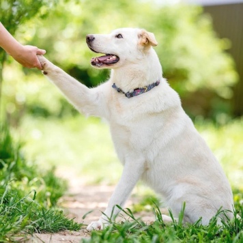 Собаки в добрые руки - Рикотта - 2