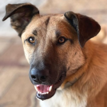 Денвер - Собаки в добрые руки