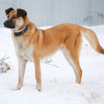 Собаки в добрые руки - Денвер - 1