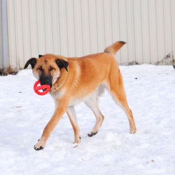 Собаки в добрые руки - Денвер - 2