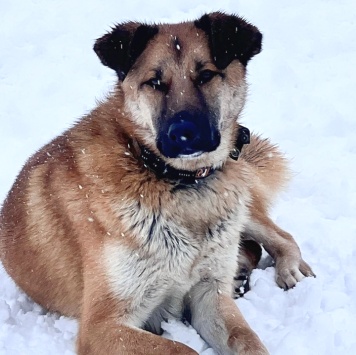 Собаки в добрые руки - Денвер - 3