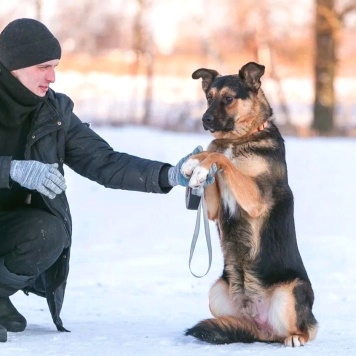 Собаки в добрые руки - Балу - 3