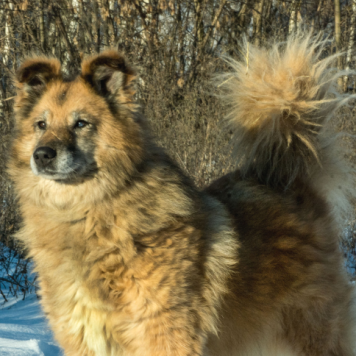 Собаки в добрые руки - Витя - 4