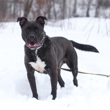 Собаки в добрые руки - Неро