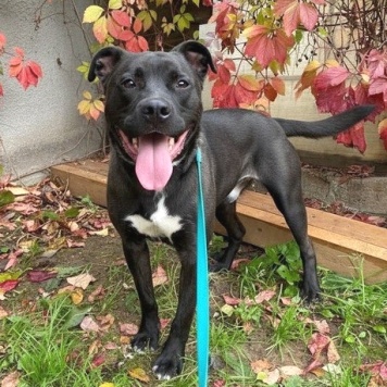 Собаки в добрые руки - Неро