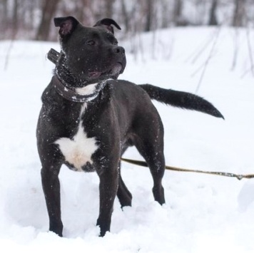 Собаки в добрые руки - Неро - 1