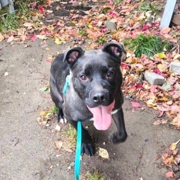 Собаки в добрые руки - Неро - 1