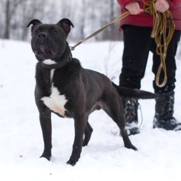 Собаки в добрые руки - Неро - 2