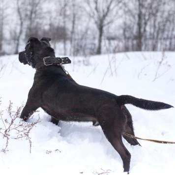 Собаки в добрые руки - Неро - 3