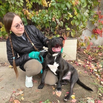 Собаки в добрые руки - Неро - 3