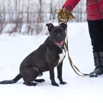 Собаки в добрые руки - Неро - 4