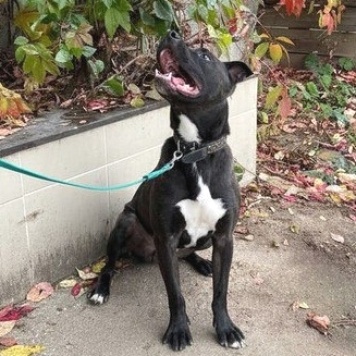 Собаки в добрые руки - Неро - 4