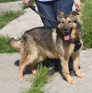 Собаки в добрые руки - Тимоша