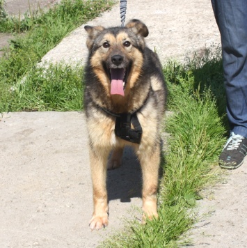 Собаки в добрые руки - Тимоша - 1