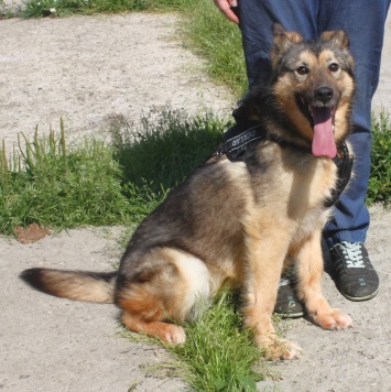 Собаки в добрые руки - Тимоша - 2