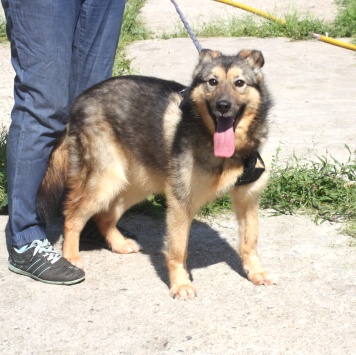 Собаки в добрые руки - Тимоша - 3