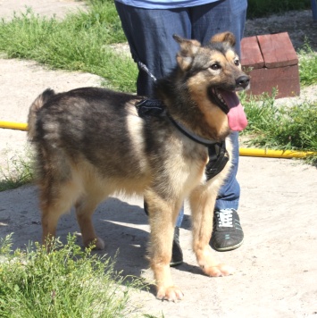 Собаки в добрые руки - Тимоша - 4