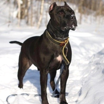 Собаки в добрые руки - Люцерн