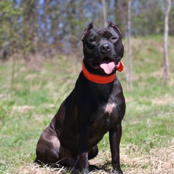 Собаки в добрые руки - Люцерн