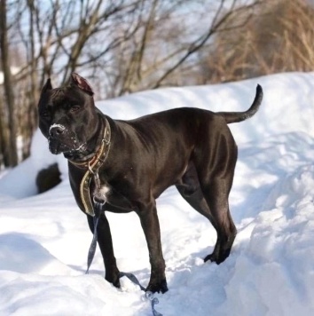 Собаки в добрые руки - Люцерн - 1