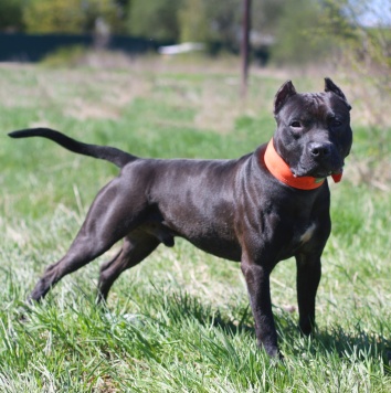 Собаки в добрые руки - Люцерн - 1