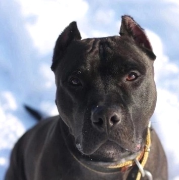 Собаки в добрые руки - Люцерн - 2