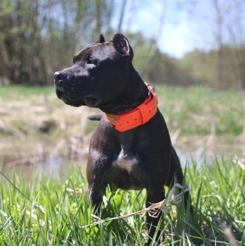 Собаки в добрые руки - Люцерн - 2