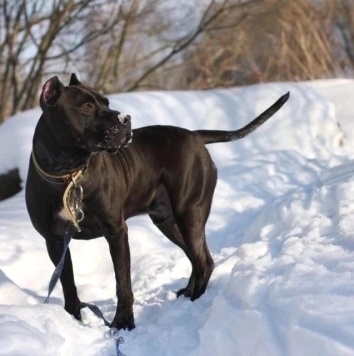 Собаки в добрые руки - Люцерн - 3