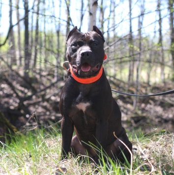 Собаки в добрые руки - Люцерн - 3