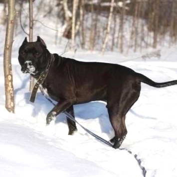 Собаки в добрые руки - Люцерн - 4