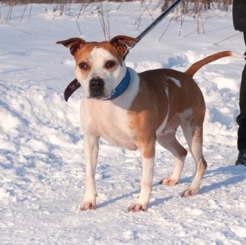 Собаки в добрые руки - Виттори