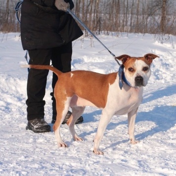 Собаки в добрые руки - Виттори - 1