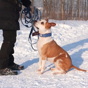 Собаки в добрые руки - Виттори - 2