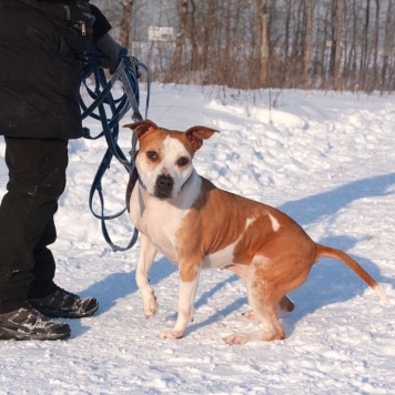 Собаки в добрые руки - Виттори - 3