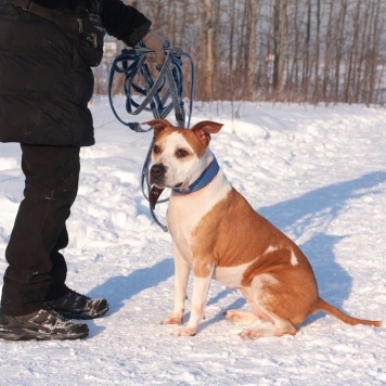 Собаки в добрые руки - Виттори - 4