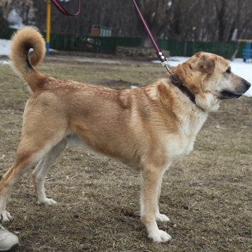 Собаки в добрые руки - Байкал - 4