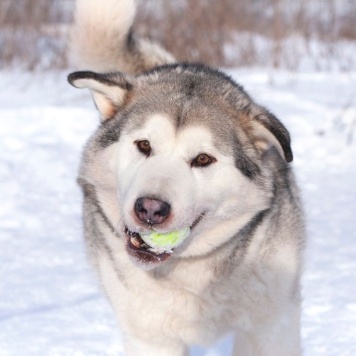 Якуб - Собаки в добрые руки