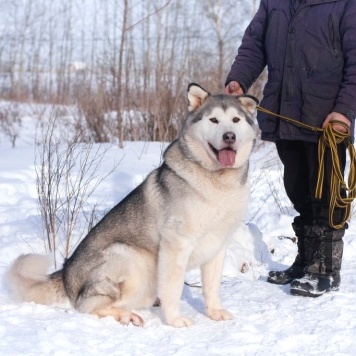 Собаки в добрые руки - Якуб - 1