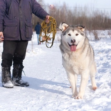 Собаки в добрые руки - Якуб - 2