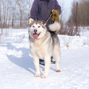 Собаки в добрые руки - Якуб - 3