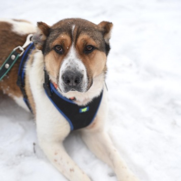 Собаки в добрые руки - Боцман