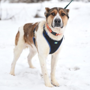 Собаки в добрые руки - Боцман - 1