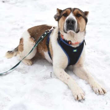 Собаки в добрые руки - Боцман - 2