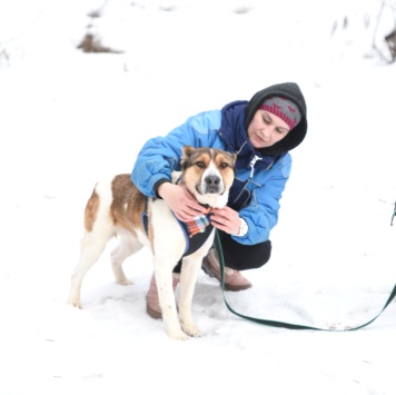 Собаки в добрые руки - Боцман - 3
