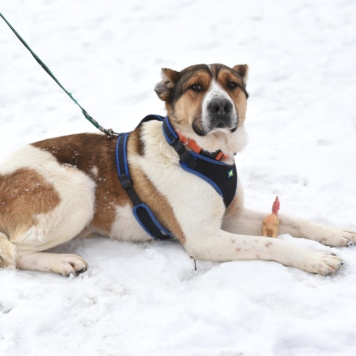 Собаки в добрые руки - Боцман - 4