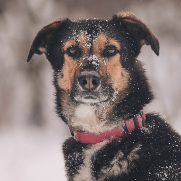 Собаки в добрые руки - Шаби