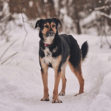 Собаки в добрые руки - Шаби - 2